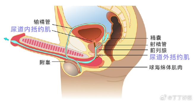 男性生殖功能