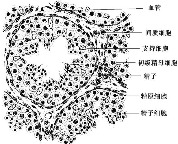 生精细胞