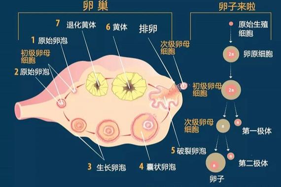 空卵泡