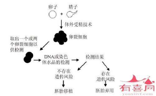  植入前遗传学诊断