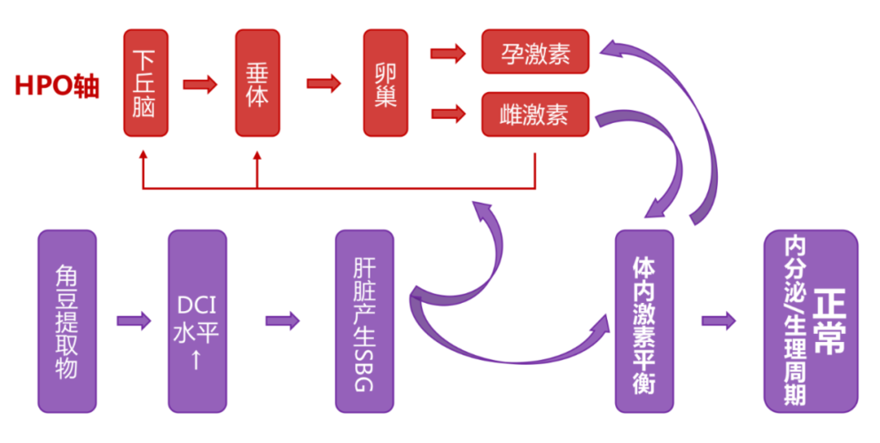 内分泌因素