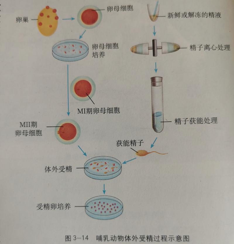  体外培育