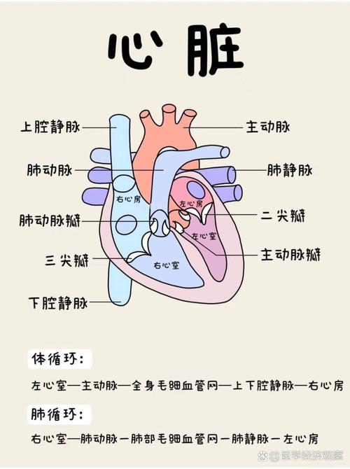 心脏功能