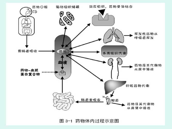 药物代谢