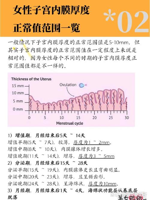 内膜厚度 11 毫米