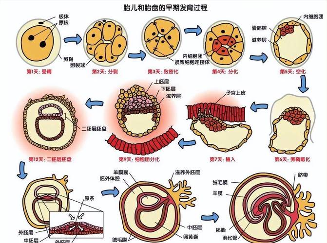 胎盘形成