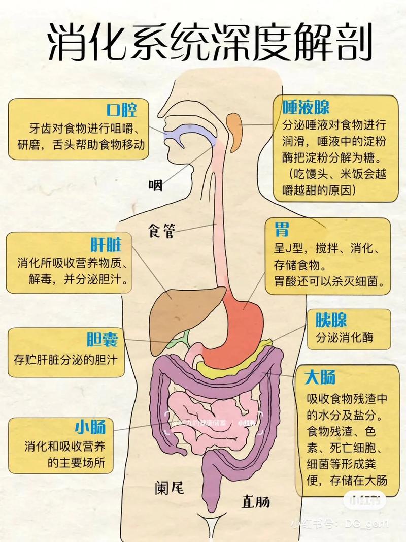 消化系统问题