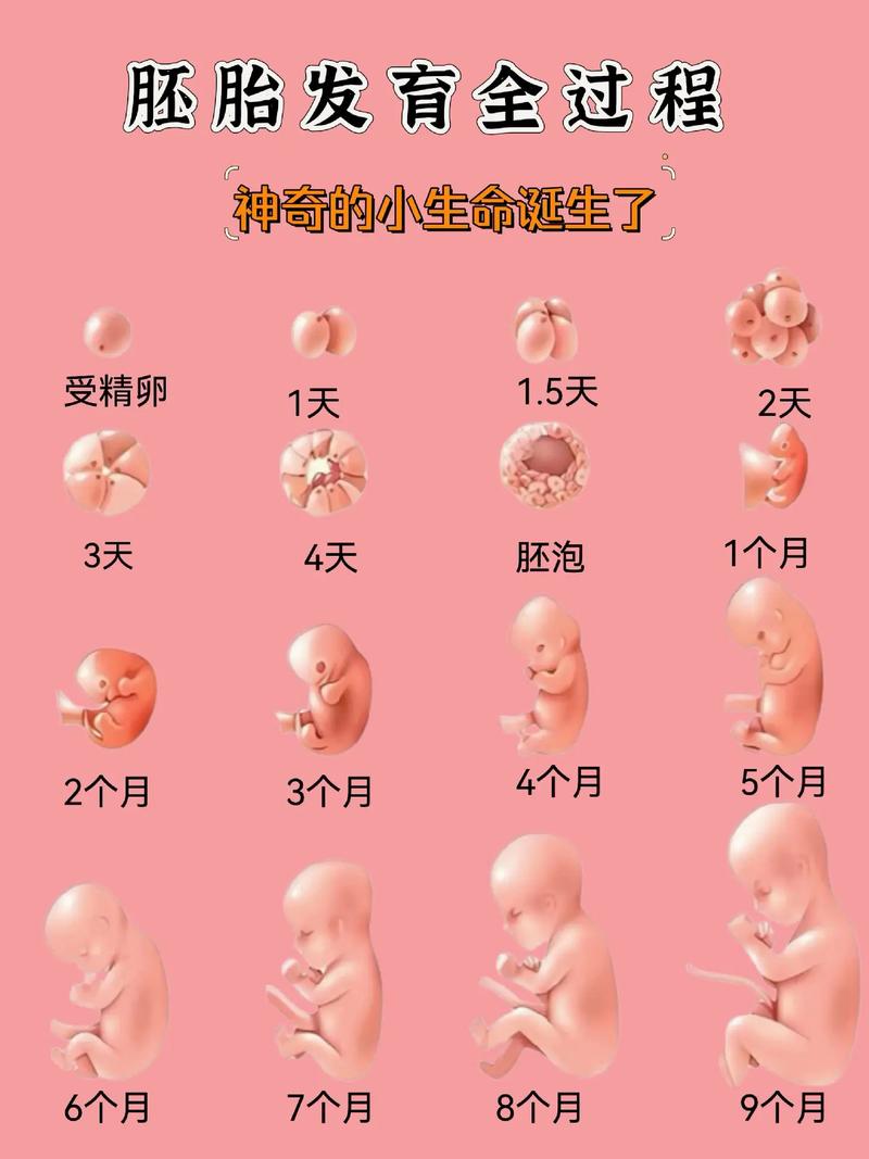 试管婴儿、保育指导、孕期饮食、孕期运动、心理调适、定期产检