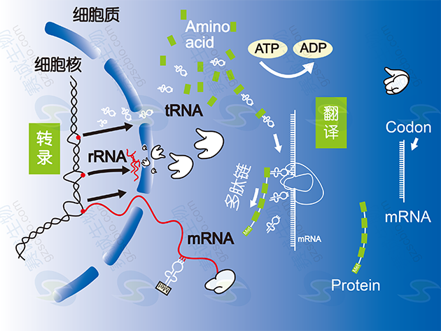 基因调控