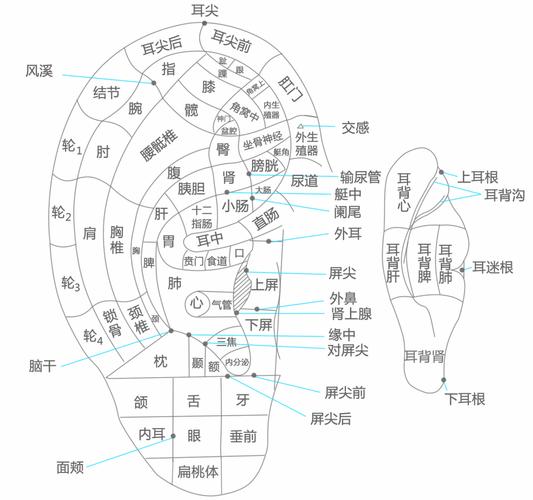 试管婴儿过程中需要进行耳穴刺激吗？