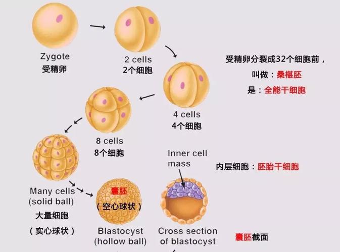 胚胎出错