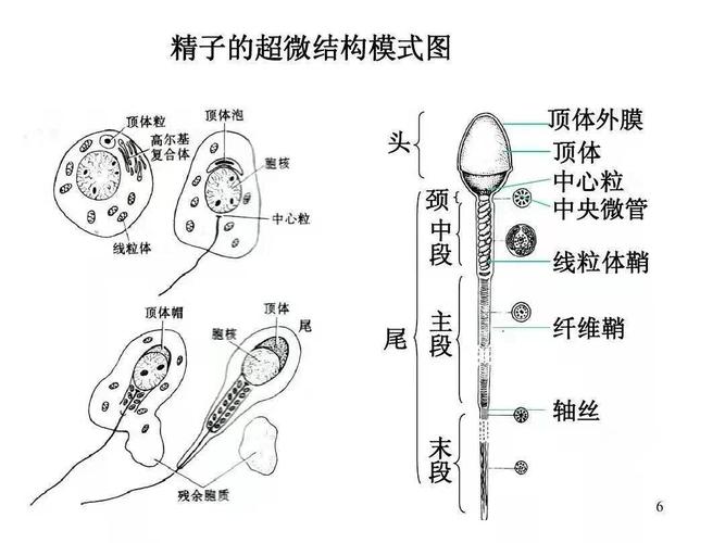  精子形态