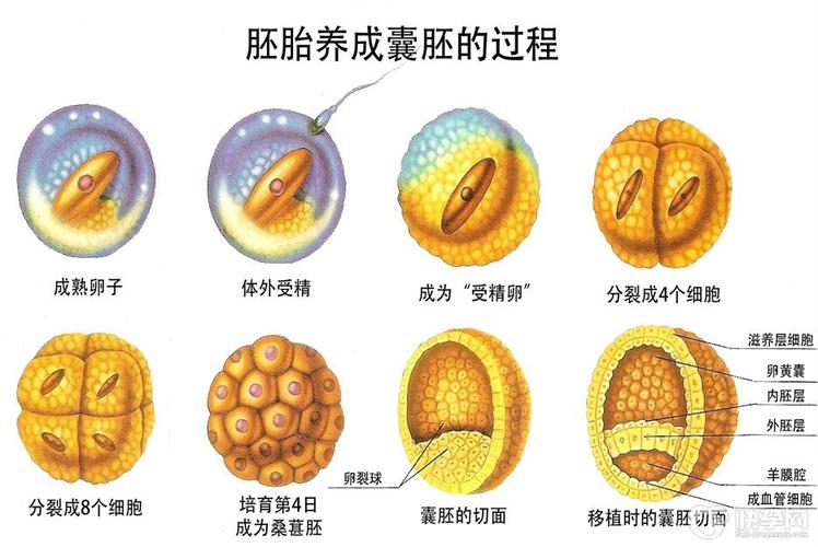  囊胚阶段