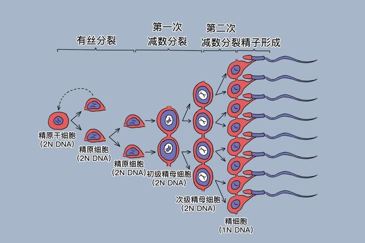 精子卵子来源