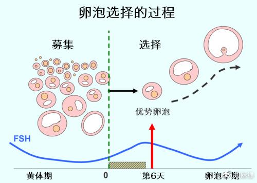 揭秘：试管婴儿的卵子来源究竟是谁的？