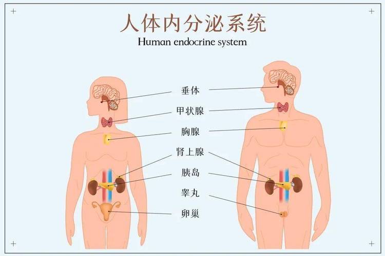 内分泌疾病