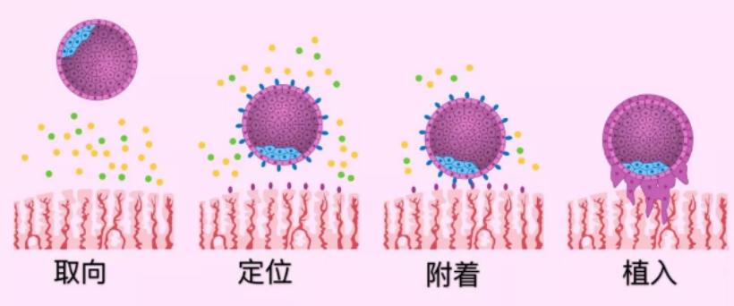  胚胎植入