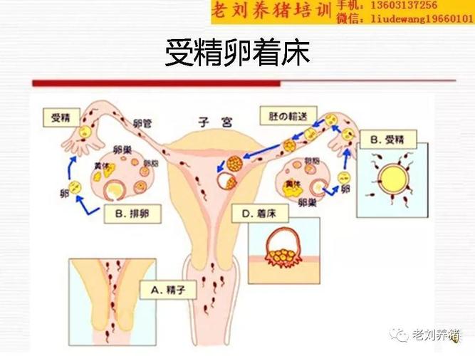  着床位置