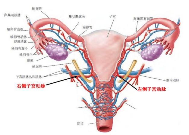 子宫内环境