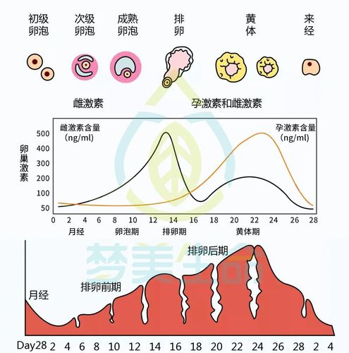 激素变化