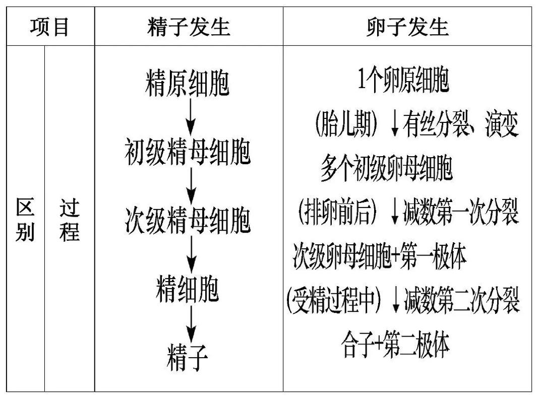 精子处理与受精