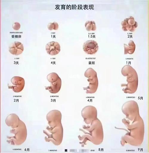 无卵子也能做试管婴儿的技术探索