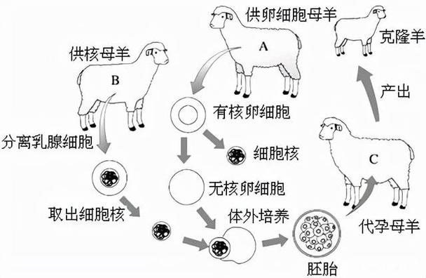 克隆技术