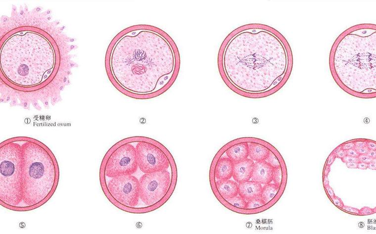 移植胚胎