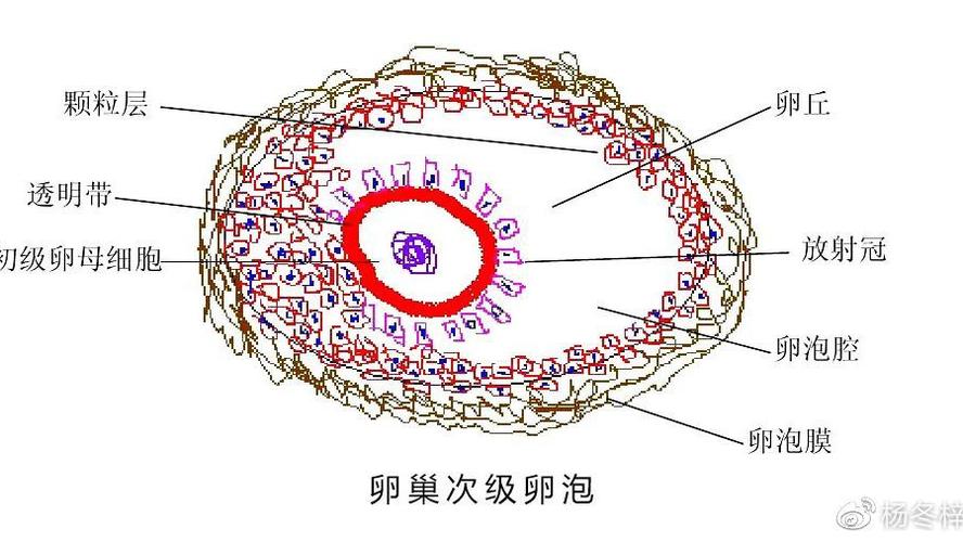  卵子放置