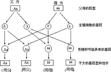  遗传标记