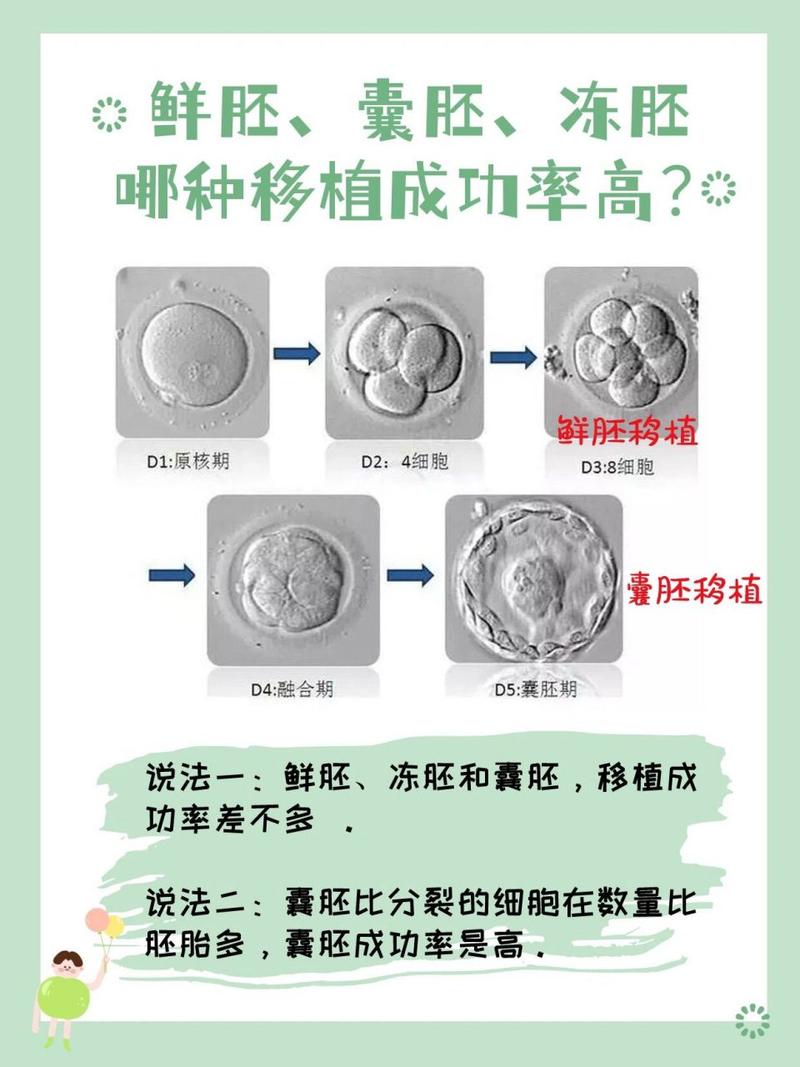 上海试管婴儿、囊胚移植、辅助生殖