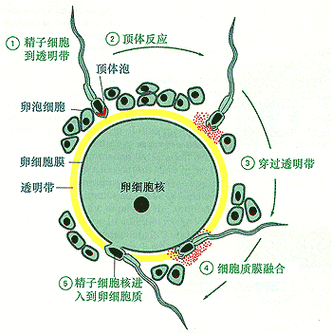  精子顶体反应