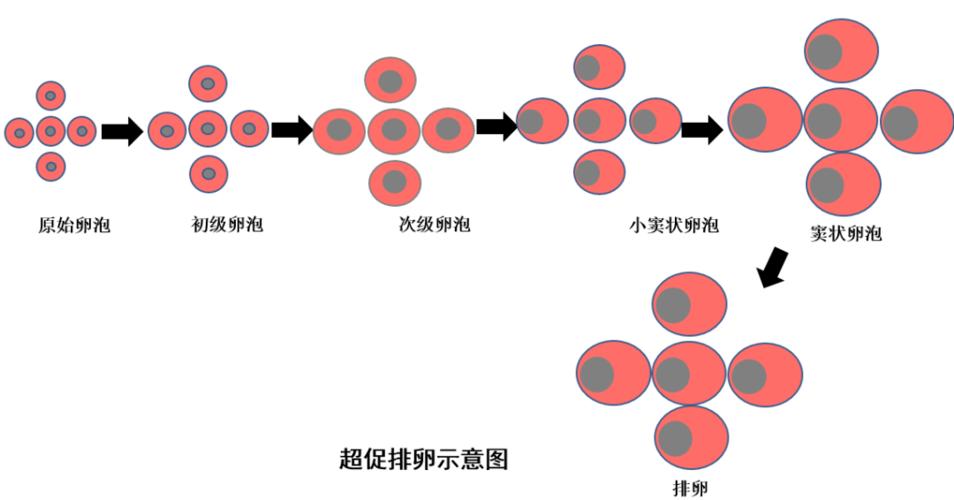 多促卵