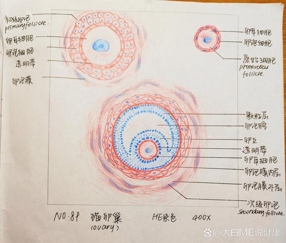 卵泡透视不清