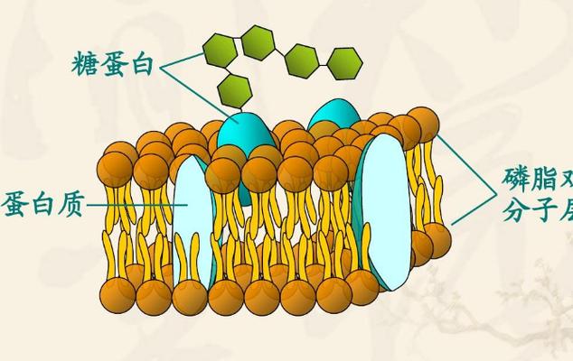 糖链蛋白