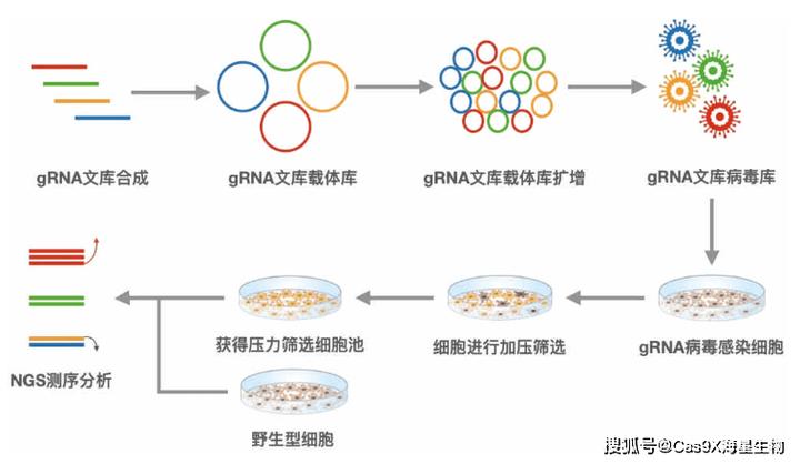 精神病基因筛选