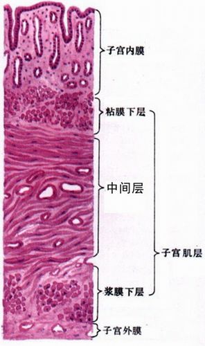 试管婴儿、内膜条件、生殖医学