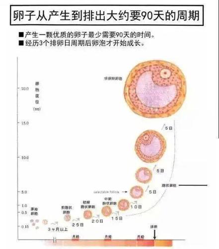  内分泌周期