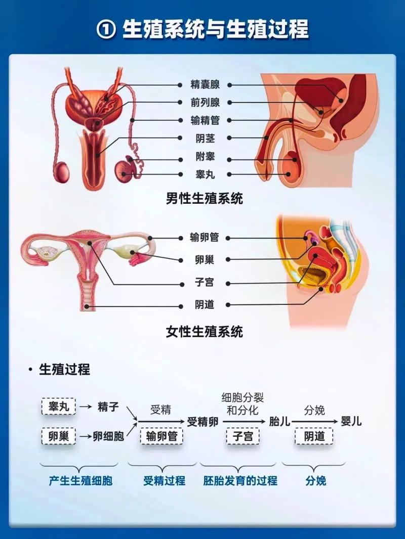 生殖历程