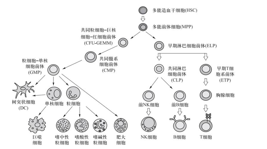 免疫系统发育