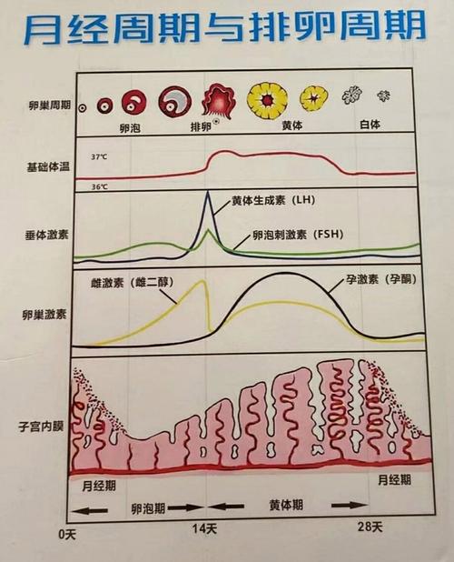 母体激素水平