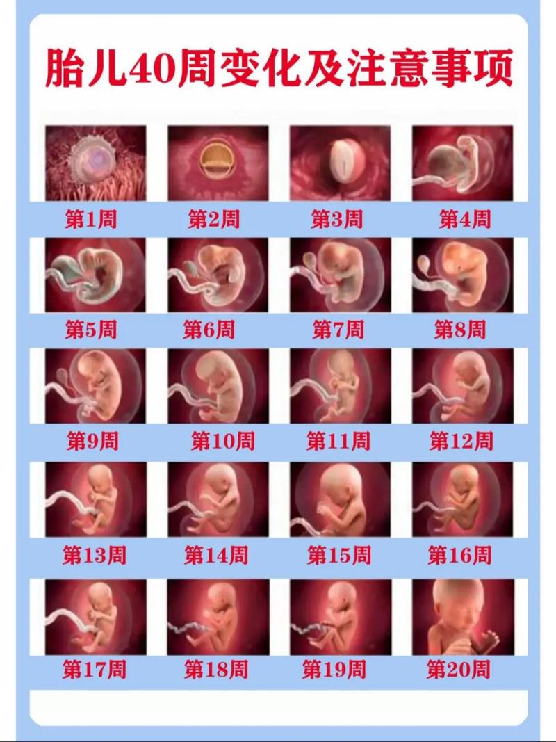 胚胎健康